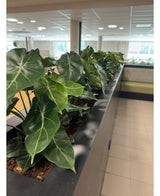 En række af kunstig plante Syngonium UV 58 cm grænser op til en plantekasse på disken og fylder dette lyse, moderne rum med hjerteformet grønt og skaber en grøn oase nær solbeskinnede vinduer og slanke klinkegulve.