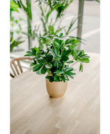 Kunstig plante Baby Schefflera 45 cm