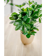 Kunstig plante Baby Schefflera 45 cm