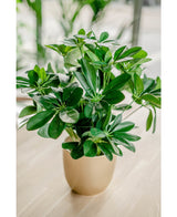 Kunstig plante Baby Schefflera 45 cm