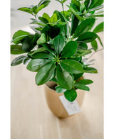 Kunstig plante Baby Schefflera 45 cm