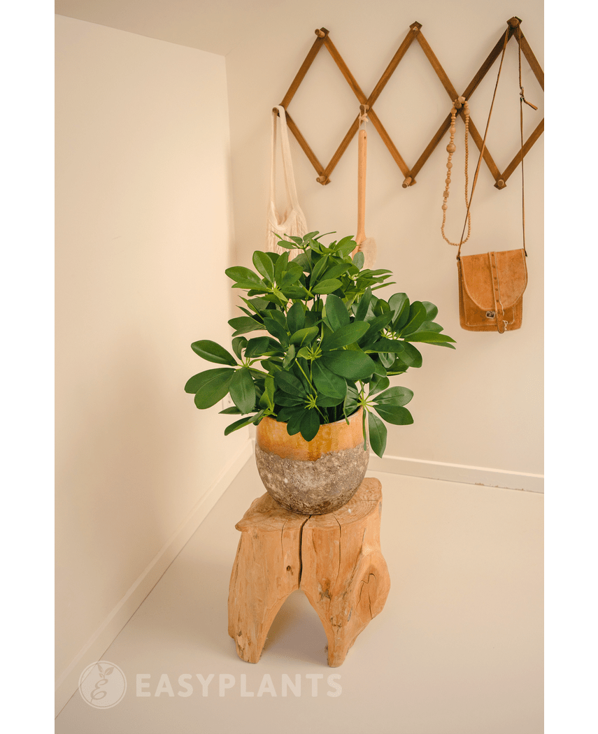 Kunstig plante Baby Schefflera 45 cm