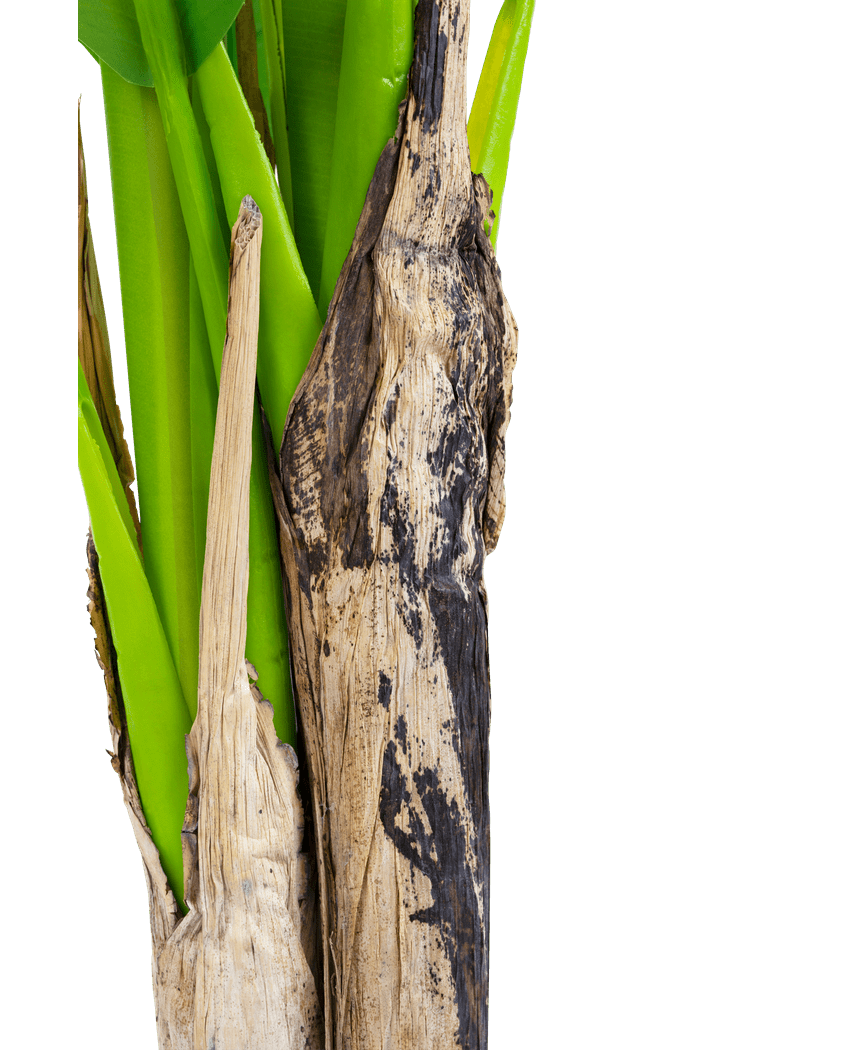 Kunstig plante Banantræ 180 cm