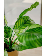 Kunstig plante Calathea Fasciata 53 cm i potte