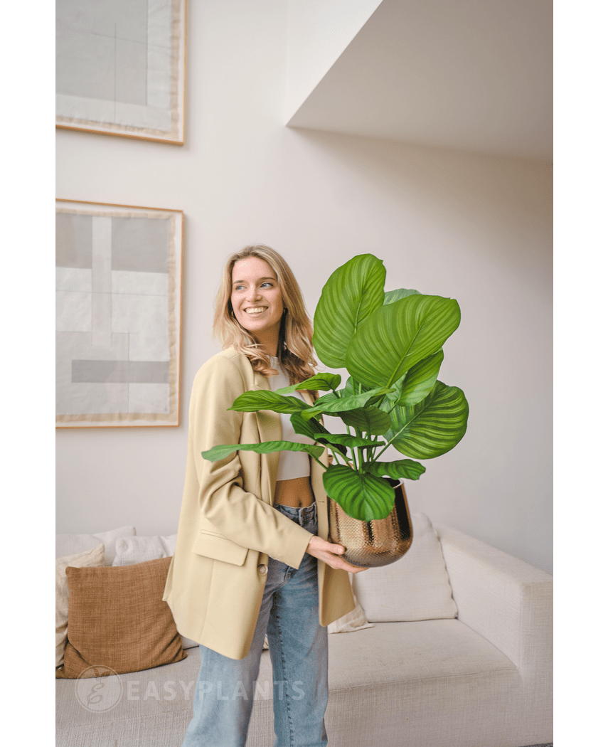 Kunstig plante Calathea Fasciata 53 cm i potte