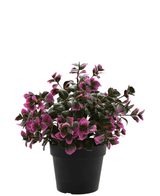 Kunstig plante Eucalyptus lilla i potte 22 cm UV