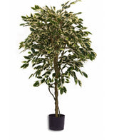 Kunstig plante Ficus Fur 150 cm