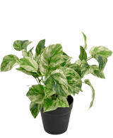 Kunstig plante Golden Vine i potte 35 cm