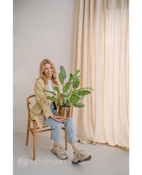 En smilende kvinde sidder på en træstol med kunstplanten Calathea Makoyana 60 cm i en designkrukke. Hun er iført en beige blazer, lyse jeans og sneakers. Lysgardiner i baggrunden forstærker rummets minimale og lette udseende.