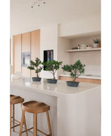 En Kunstig Plante Bonsai Ficus 40 cm står på en hvid køkkenø med to træskamler, omgivet af lyse træskabe, hvide bordplader og hylder med en minimal indretning.