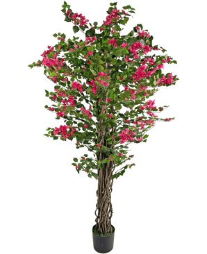 Den kunstige bougainvillea 180 cm er en høj kunstig plante med snoede brune stængler, levende grønne blade og bundter af lyserøde blomster i en potte.