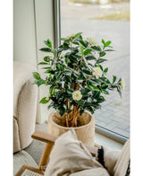 Kunstplanten Camellia japonica 100 cm, med mørkegrønne blade og hvide blomster, står ved et stort vindue ved siden af en stol med hynder og beige hynder.