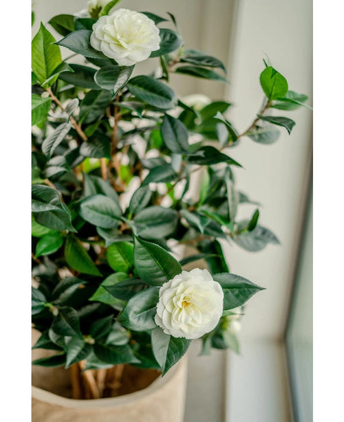 Kunstplanten Camellia japonica 100 cm har blanke grønne blade og to hvide kunstige blomster, som giver et elegant strejf af japansk rose, når du placerer den indendørs nær vinduet.