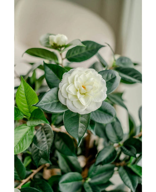 Et nærbillede af den kunstige Camellia japonica 100 cm-plante viser dens lagdelte hvide kronblade og mørkegrønne blade, med en anden hvid blomst blødt falmet i baggrunden.