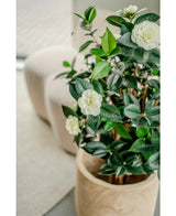 Den Artificial Camellia japonica 100 cm plante med blanke grønne blade og hvide blomster placeres indendørs ved siden af en let stol og et tekstureret tæppe.