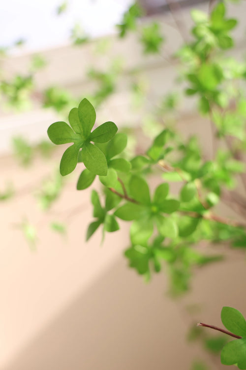 Et nærbillede af Artificial Enkianthus 210 cm-planten viser levende grønne, stjerneformede blade på slanke grene, mod en blød, neutral baggrund, der understreger dens friske og sunde udseende.