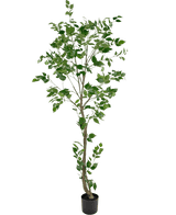 Den kunstige planteficus 210 cm er et højt kunstigt træ med flere slanke grene og frodige grønne blade i en lille sort potte, mod en almindelig hvid baggrund.