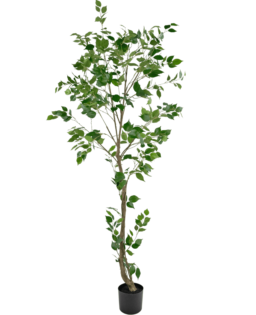 Den kunstige planteficus 210 cm er et højt kunstigt træ med flere slanke grene og frodige grønne blade i en lille sort potte, mod en almindelig hvid baggrund.
