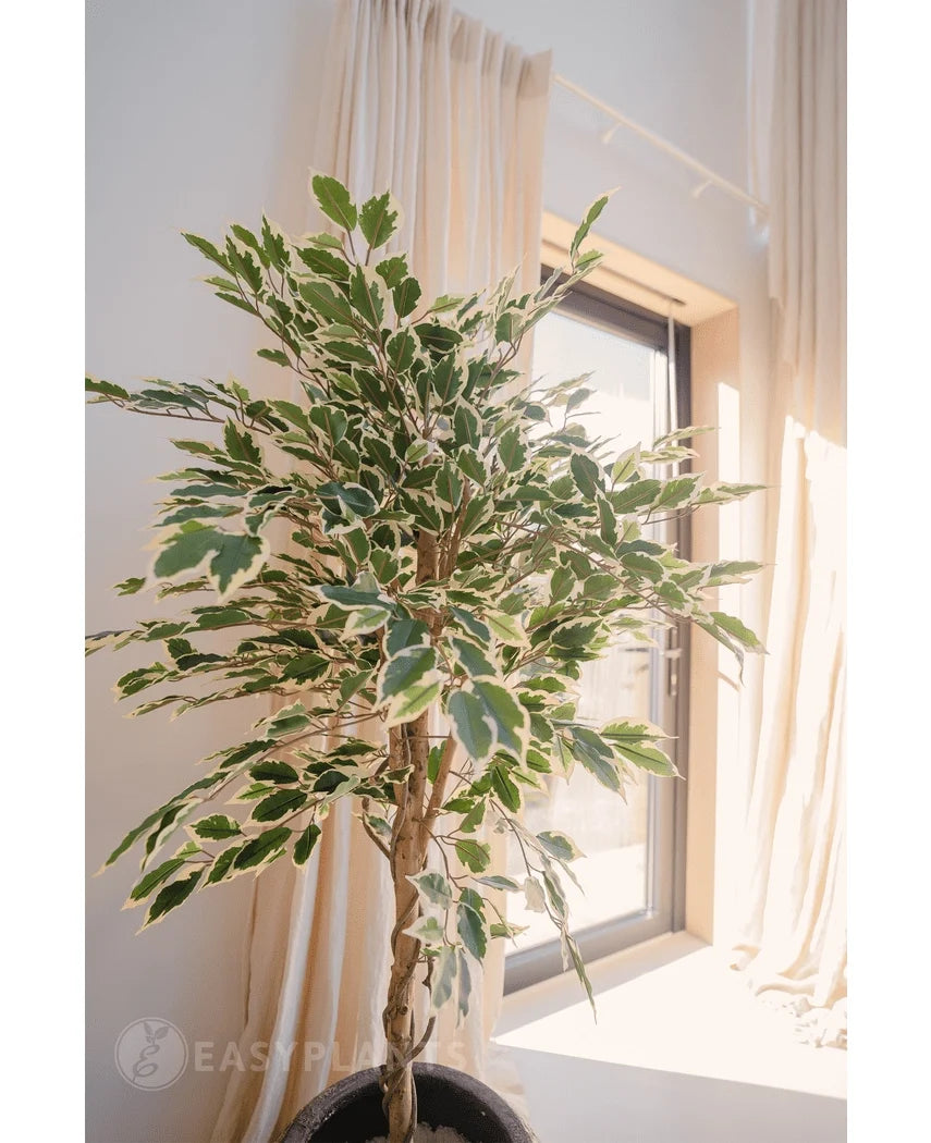 Den kunstige plante Ficus broget 150 cm, med grønne og hvide farverige blade, er i en potte nær et solrigt vindue med lyse gardiner, der blødt indrammer baggrunden.