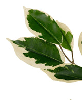 Den kunstige plante Ficus Grøn/hvid 90 cm har tynde stængler med flere farverige grønne og cremehvide blade, hver med et dybgrønt hjerte omgivet af en cremet hvid kant, isoleret på en hvid baggrund.