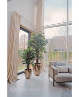 To kunstige planteficus Liana 180 cm i skinnende guldkrukker står nær et stort vindue med lange cremefarvede gardiner i en lys, moderne stue med en beige lænestol og tekstureret pude. Træer og en bygning er synlige udenfor.