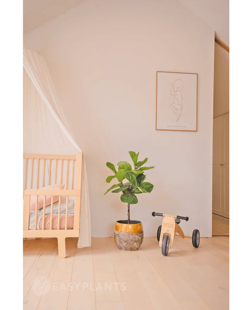 En minimal børnehave med en let træseng, en gennemskinnelig baldakin, Artificial Plant Ficus Tobacco Plant Deluxe 90 cm, trælegetøj mærket Mia og et minimalistisk line art-indrammet print på en almindelig hvid væg.