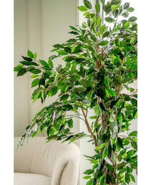 Den kunstige plante Ficus Tropical Liana 180 cm, med flere grene, står ved siden af en lys polstret stol i et lyst, blødt oplyst rum.