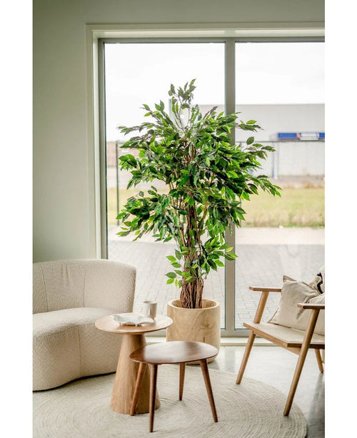 Et hyggeligt stuehjørne med en Kunstig Plante Ficus Tropical Liana 180 cm ved vinduet, en blød hvid lænestol, en træstol med hynde og to små runde træborde med kopper og en kande.