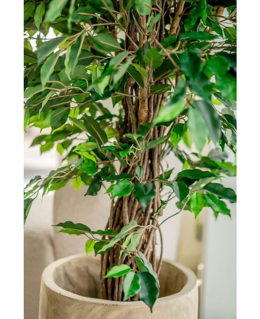 Nærbillede af kunstig plante Ficus Tropical Liana 150 cm med en snoet træstamme og frodige grønne blade i en beige potte. Blød sløret baggrund. Stilfuldt valg til kontorindretning.