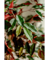Nærbillede af blanke grønne og røde blade af kunstplanten Ficus grøn/rød 150 cm, blødt oplyst for at understrege det detaljerede løv. De elegante dekorative krukker kommer i skarpt fokus på en sløret baggrund.