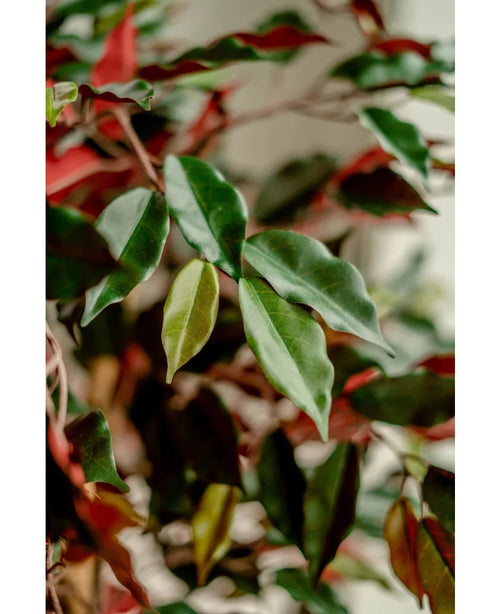 Nærbillede af blanke grønne og røde blade af kunstplanten Ficus grøn/rød 150 cm, blødt oplyst for at understrege det detaljerede løv. De elegante dekorative krukker kommer i skarpt fokus på en sløret baggrund.