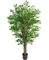Planten Artificial Hawaiian Ficus Liana (150 cm) har frodige grønne blade og flere snoede brune stængler i en lille sort potte mod en almindelig hvid baggrund.