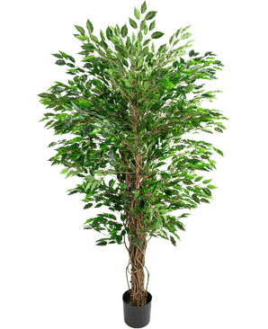 Planten Artificial Hawaiian Ficus Liana (150 cm) har frodige grønne blade og flere snoede brune stængler i en lille sort potte mod en almindelig hvid baggrund.