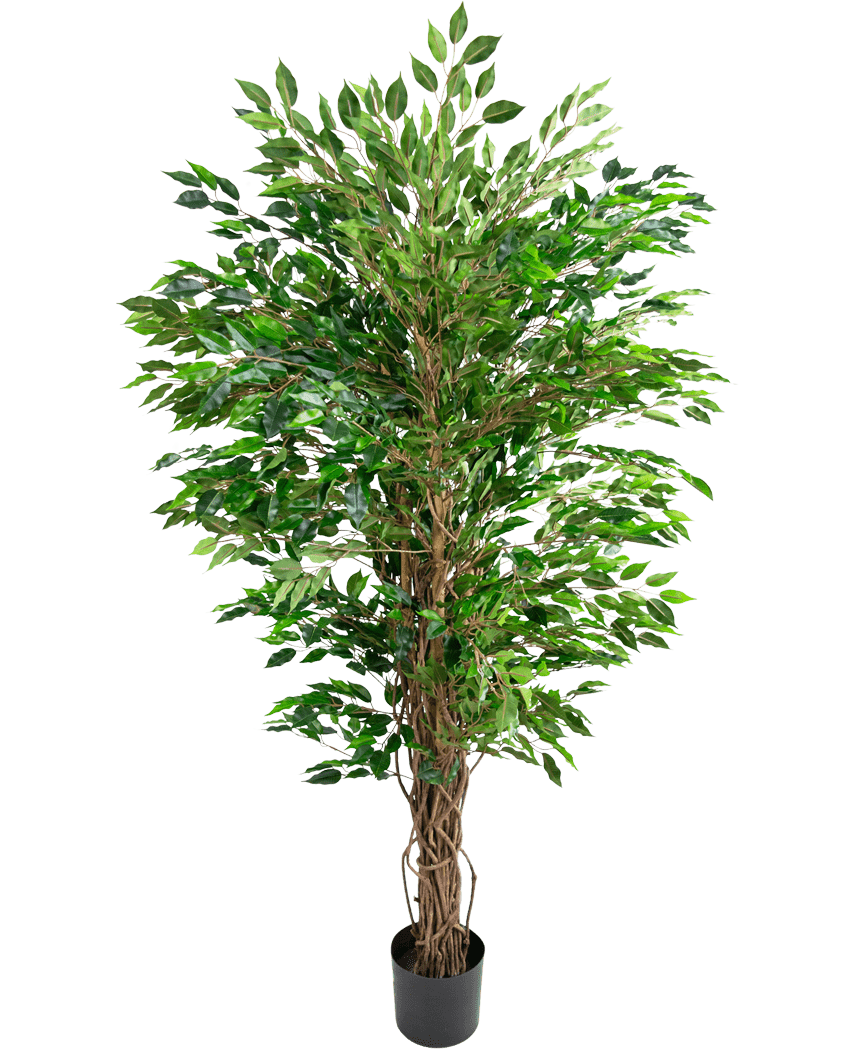 Planten Artificial Hawaiian Ficus Liana (150 cm) har frodige grønne blade og flere snoede brune stængler i en lille sort potte mod en almindelig hvid baggrund.