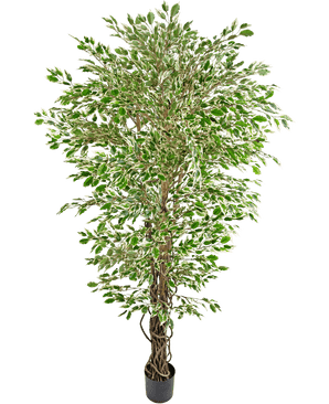 Den kunstige plante Hawaiian Ficus Liana 180 cm er et højt kunstigt træ med grønne og hvide farverige blade i en sort potte, mod en almindelig hvid baggrund.