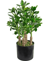 Den kunstige jadeplante 45 cm har tykke, ovale grønne blade og robuste stængler i en sort potte med mos, der dækker jorden.