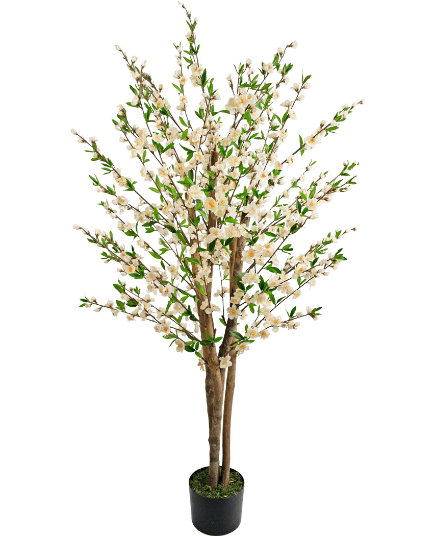 Artificial Cherry Blossom Plant 150 cm creme har flere brune stammer, grønne blade og klaser af små hvide blomster i et kunstigt træ i en potte mod en almindelig hvid baggrund.