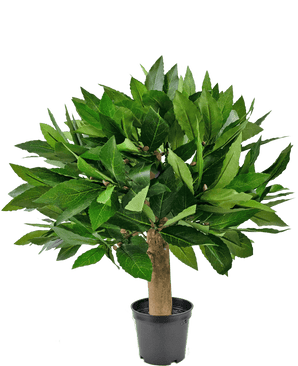 Den kunstige laurbær UV d33 cm-plante har et kompakt, bladgrønt design med en tyk stamme og levende løv mod en almindelig hvid baggrund.