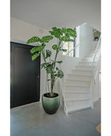 En kunstig plante Monstera 210 cm står i en krukke på et gråt gulv ved siden af en hvid trappe med buet gelænder i et moderne, minimalistisk interiør. En sort dør er synlig til venstre.
