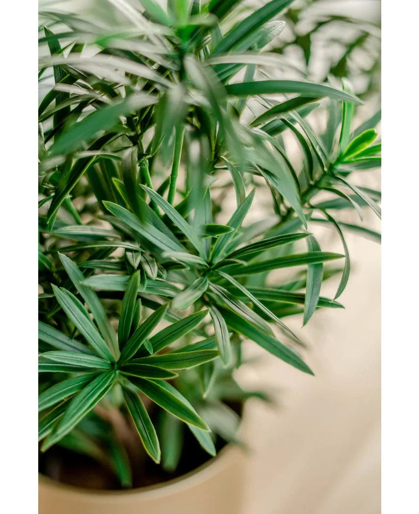 Nærbillede af den kunstige plante Podocarpus 47 cm, med lange, slanke grønne blade med levende løv mod en blødt sløret baggrund.