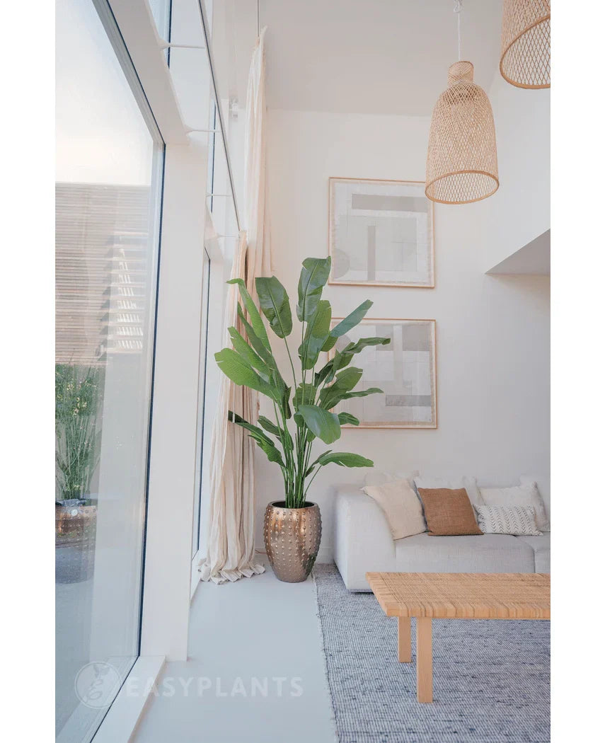 Een moderne, minimalistische woonkamer met grote ramen is voorzien van de Kunstplant Strelitzia Nicolai Deluxe 215 cm, rieten hanglampen, een houten salontafel en neutrale meubels met gezellige kussens en plaids.