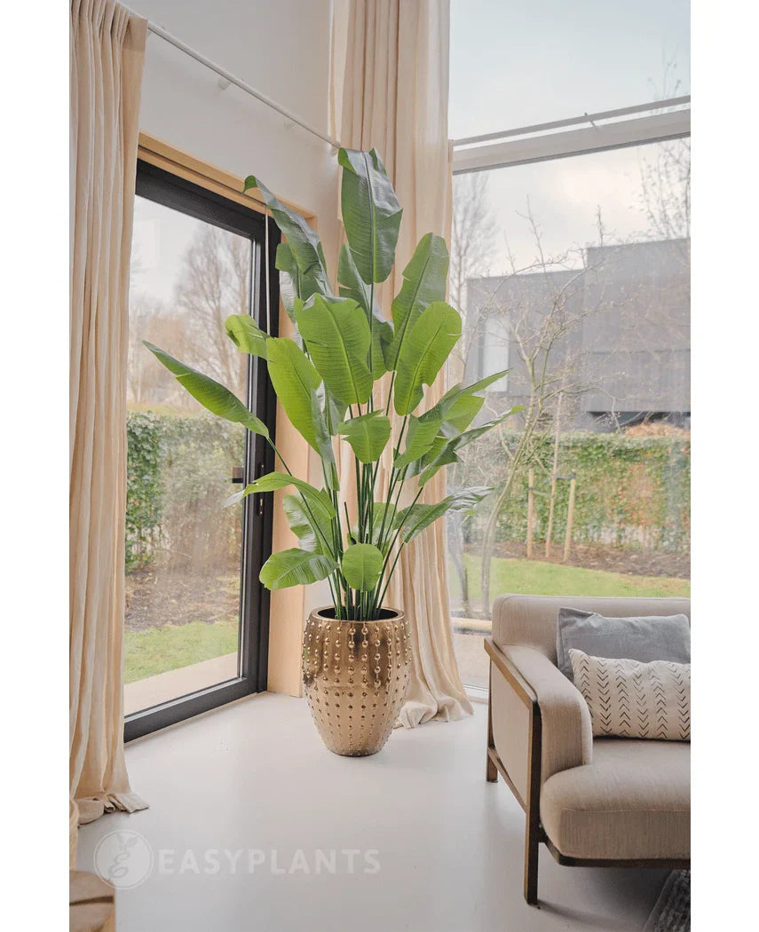 Een Kunstplant Strelitzia Nicolai Deluxe 215 cm in een gouden pot staat bij grote ramen met crèmekleurige gordijnen in een moderne woonkamer, naast een beige bank met structuurkussens.