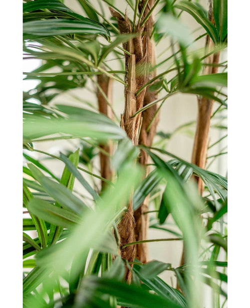 Nærbillede af Lady Artificial Palm 210 cm, med de grønne, lange smalle blade og luftige brune stængler mod en blød vag lys baggrund.