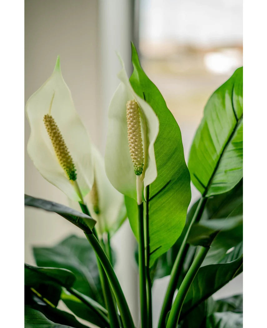 Close-up van de Kunstplant Spathiphyllum wit 85 cm, met twee witte bloemen en weelderige groene bladeren, binnen getoond met natuurlijk licht dat door een zacht vervaagde raamachtergrond schijnt.