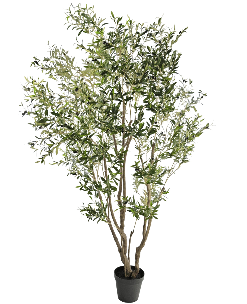 Det kunstige oliventræ 260 cm har flere slanke grene og tætte, smalle grønne blade. På en hvid baggrund bringer denne letplejede kunstige plante ubesværet grønt ind i ethvert rum.
