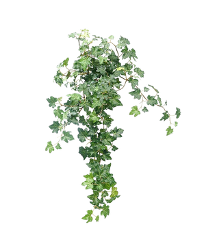 Artificial Ivy Deluxe Green 60cm er en frodig, kunstig efeuplante med cascading grønne blade mod en almindelig hvid baggrund.