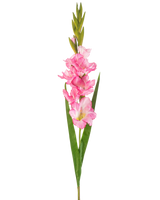 En enkelt kunstig blomst Gladiolus 93 cm lys pink med flere lys pink blomster og knopper, parret med lange grønne blade, på en hvid baggrund.