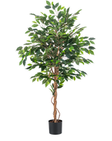 Den kunstige plante Ficus Green 150 cm har flere grønne blade og flettede brune stængler i en simpel sort potte, mod en almindelig hvid baggrund.