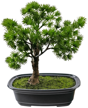 Den kunstige plante Bonsai Juniper 20 cm har tætte, spidse grønne blade i en rektangulær sort potte med mos, mod en almindelig hvid baggrund.
