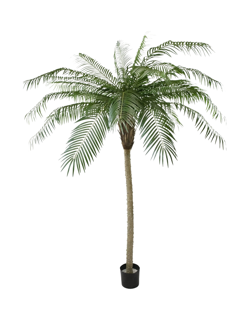 Artificial Palm Phoenix De Luxe 210 cm har lange, buede grønne blade og en struktureret stamme, i en lille sort potte mod en almindelig hvid baggrund.